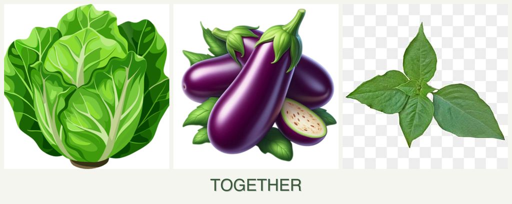 Can you plant lettuce, eggplant and basil together?
