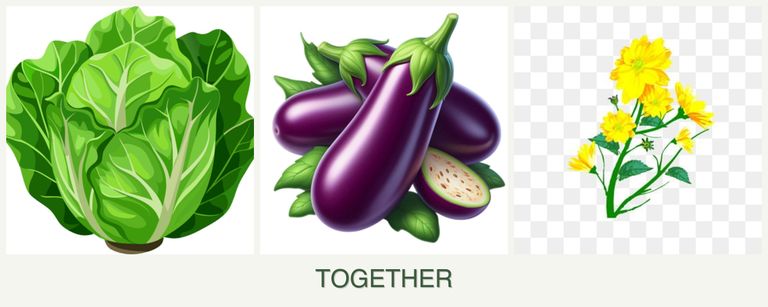 Can you plant lettuce, eggplant and calendula together?