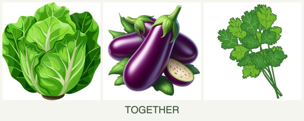 Can you plant lettuce, eggplant and cilantro together?