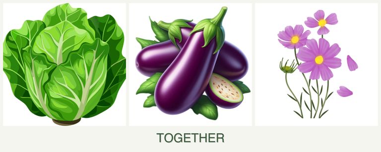 Can you plant lettuce, eggplant and cosmos together?