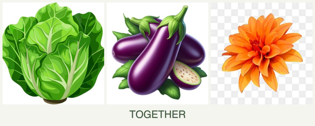 Can you plant lettuce, eggplant and dahlias together?