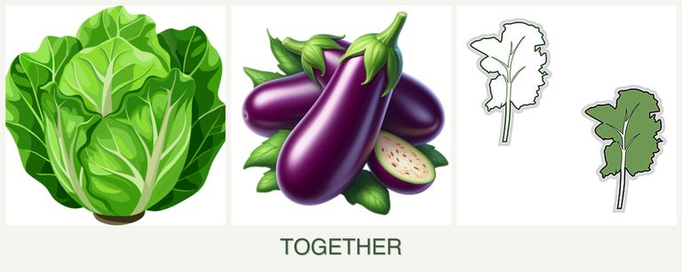 Can you plant lettuce, eggplant and kale together?