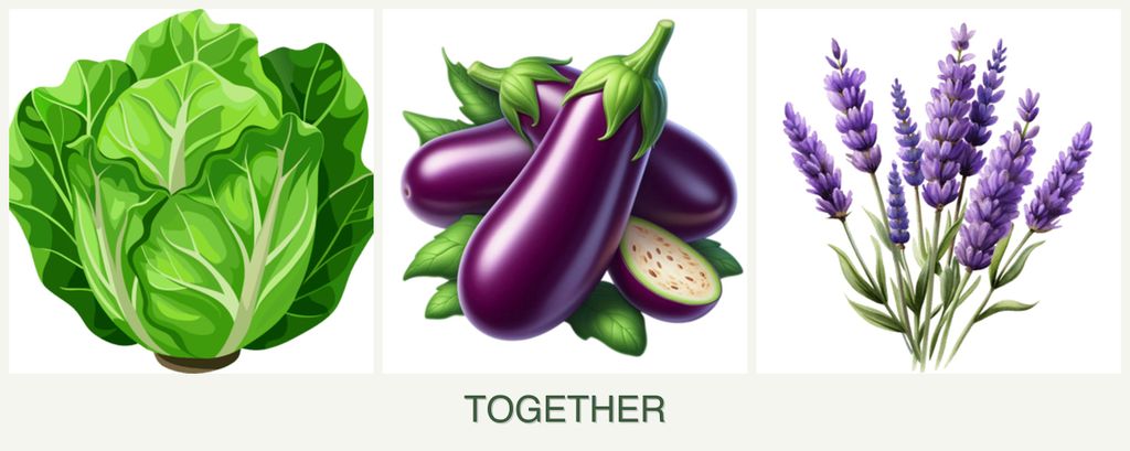 Can you plant lettuce, eggplant and lavender together?