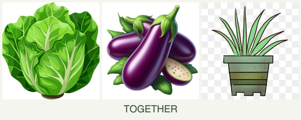 Can you plant lettuce, eggplant and lemongrass together?