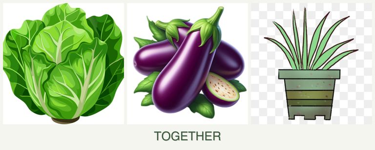 Can you plant lettuce, eggplant and lemongrass together?