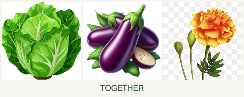 Can you plant lettuce, eggplant and marigolds together?