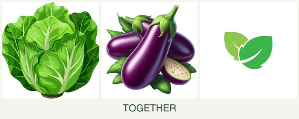 Can you plant lettuce, eggplant and mint together?