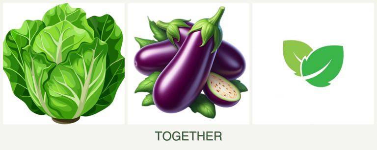 Can you plant lettuce, eggplant and mint together?