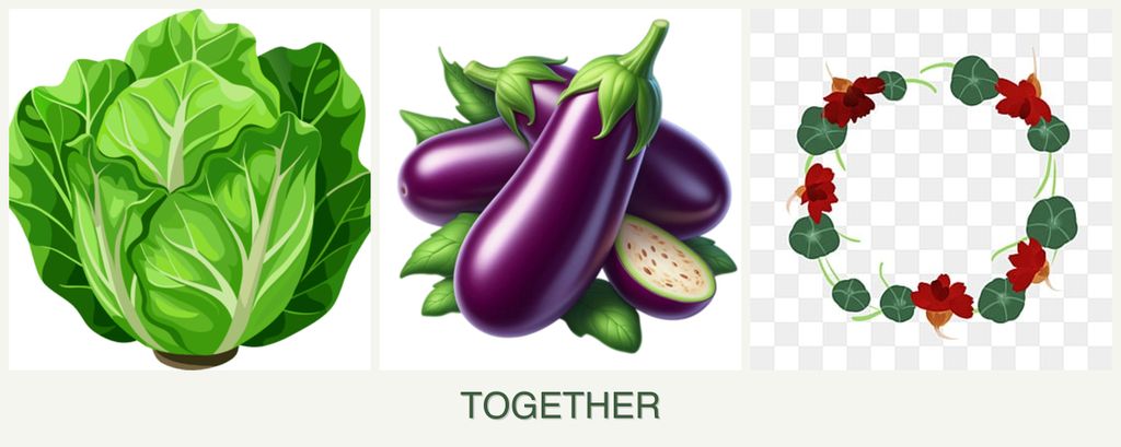 Can you plant lettuce, eggplant and nasturtiums together?