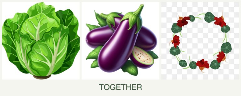 Can you plant lettuce, eggplant and nasturtiums together?