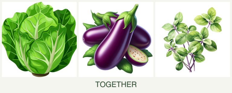 Can you plant lettuce, eggplant and oregano together?