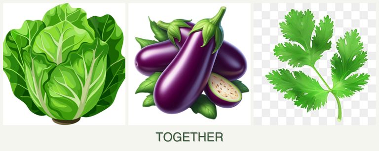 Can you plant lettuce, eggplant and parsley together?