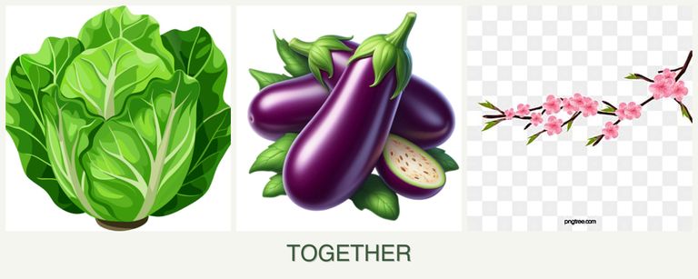 Can you plant lettuce, eggplant and peaches together?