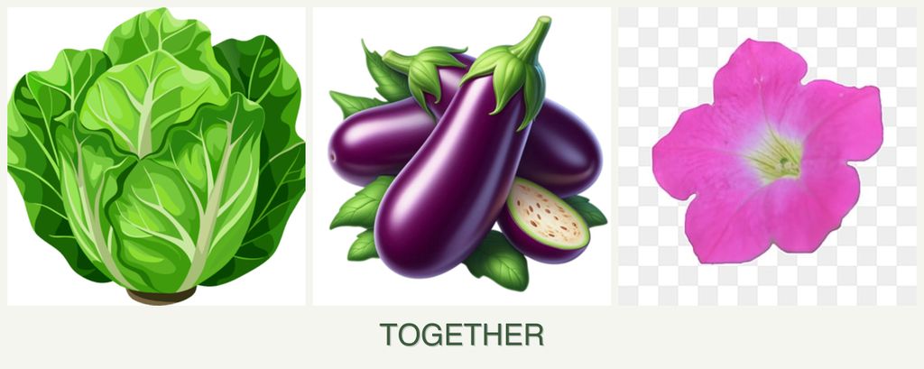Can you plant lettuce, eggplant and petunias together?