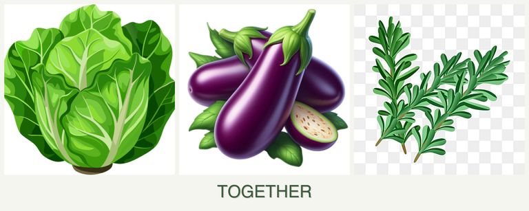 Can you plant lettuce, eggplant and rosemary together?