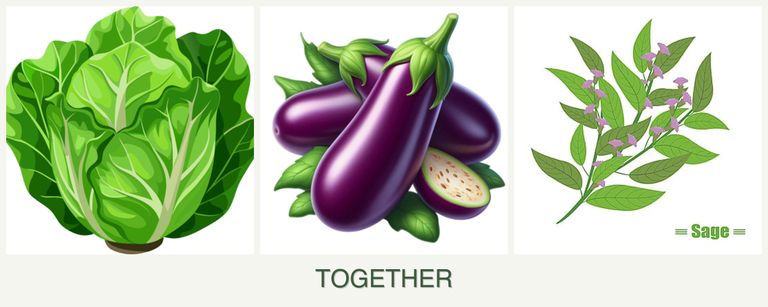 Can you plant lettuce, eggplant and sage together?