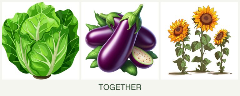 Can you plant lettuce, eggplant and sunflowers together?