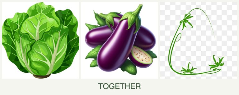 Can you plant lettuce, eggplant and tarragon together?