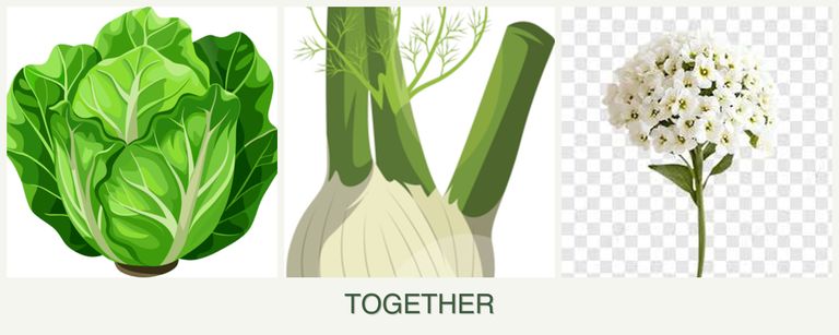 Can you plant lettuce, fennel and alyssum together?