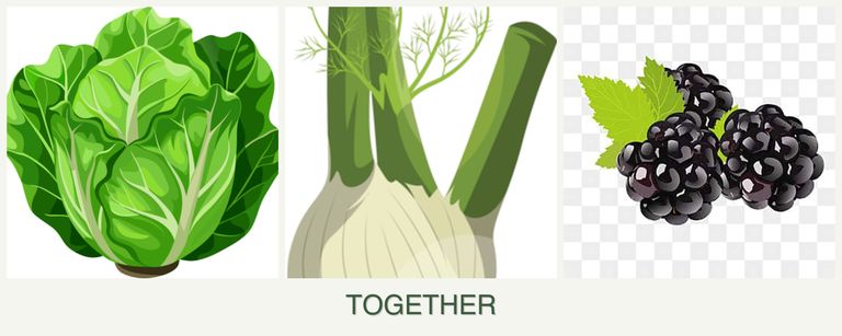 Can you plant lettuce, fennel and blackberries together?