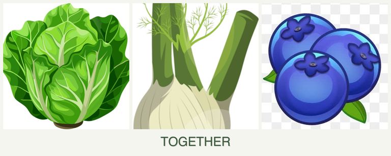 Can you plant lettuce, fennel and blueberries together?