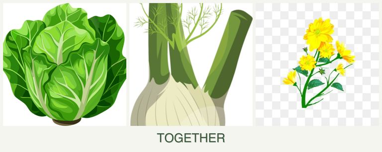 Can you plant lettuce, fennel and calendula together?