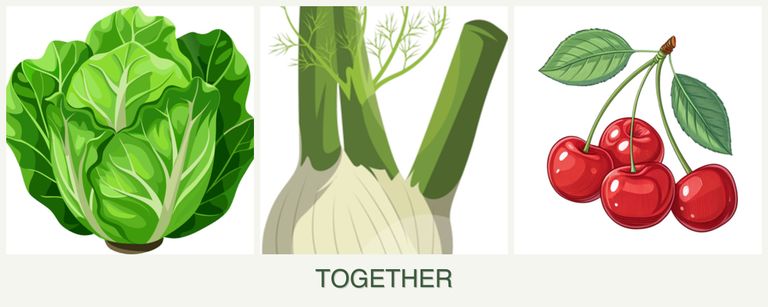 Can you plant lettuce, fennel and cherries together?