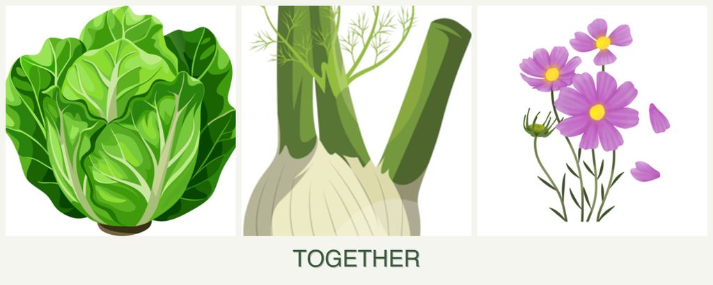 Can you plant lettuce, fennel and cosmos together?