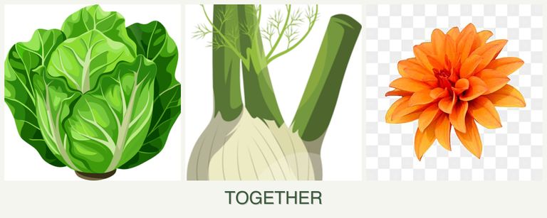 Can you plant lettuce, fennel and dahlias together?