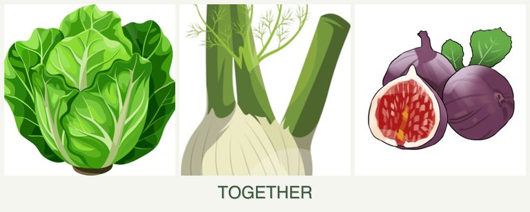 Can you plant lettuce, fennel and figs together?