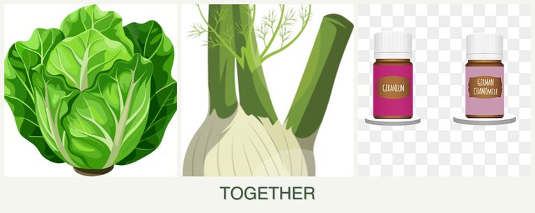 Can you plant lettuce, fennel and geraniums together?