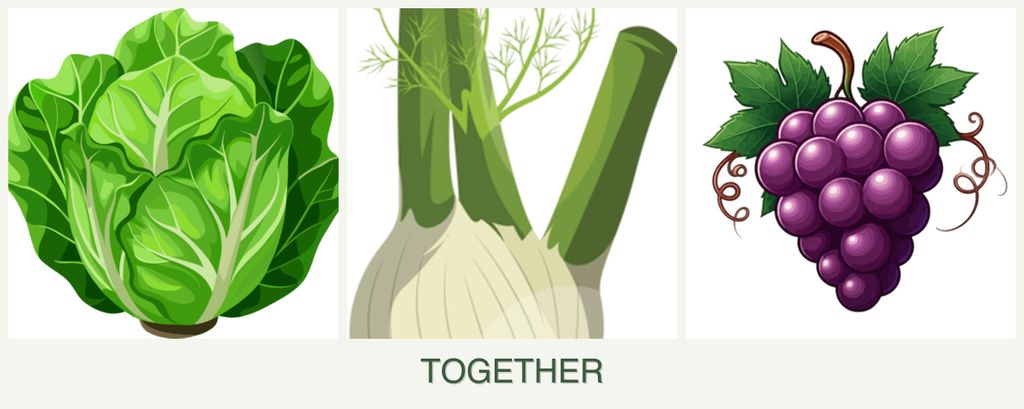 Can you plant lettuce, fennel and grapes together?
