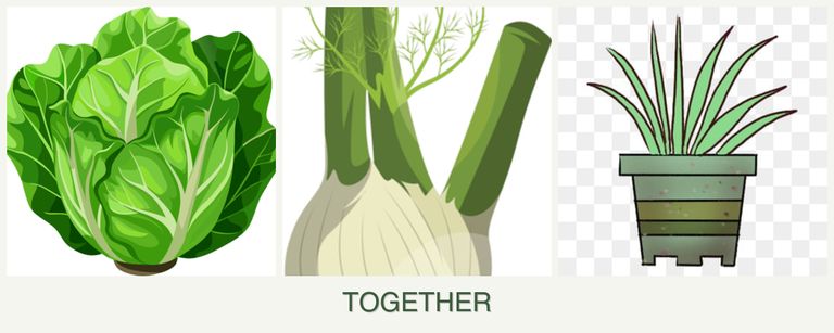 Can you plant lettuce, fennel and lemongrass together?
