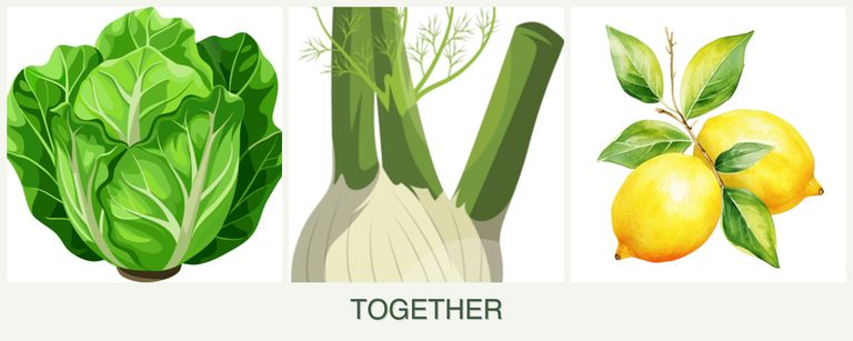 Can you plant lettuce, fennel and lemons together?
