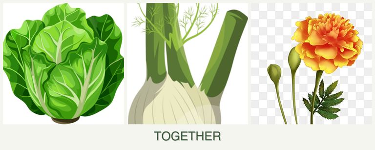 Can you plant lettuce, fennel and marigolds together?