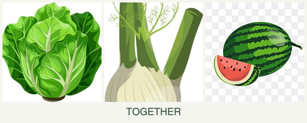 Can you plant lettuce, fennel and melons together?