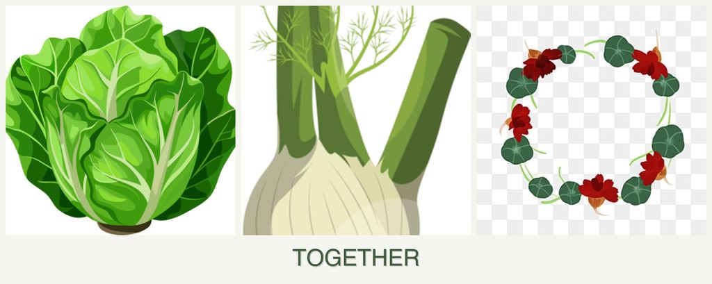 Can you plant lettuce, fennel and nasturtiums together?