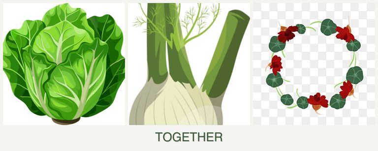 Can you plant lettuce, fennel and nasturtiums together?