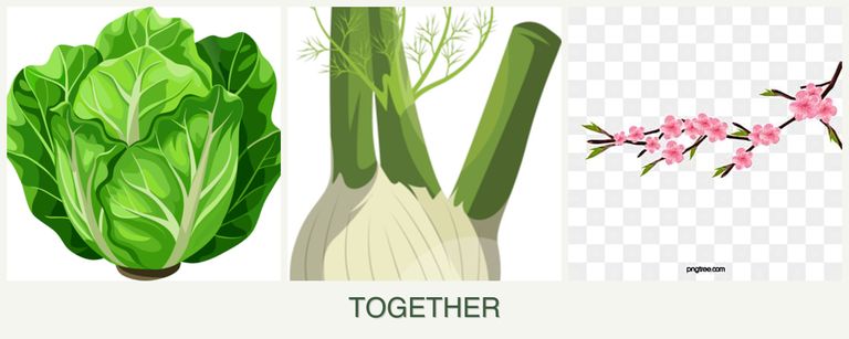 Can you plant lettuce, fennel and peaches together?