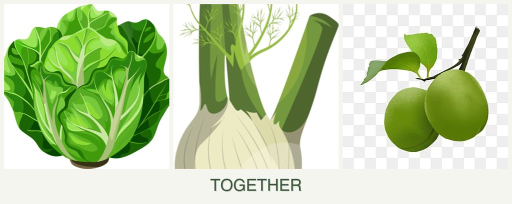 Can you plant lettuce, fennel and plums together?