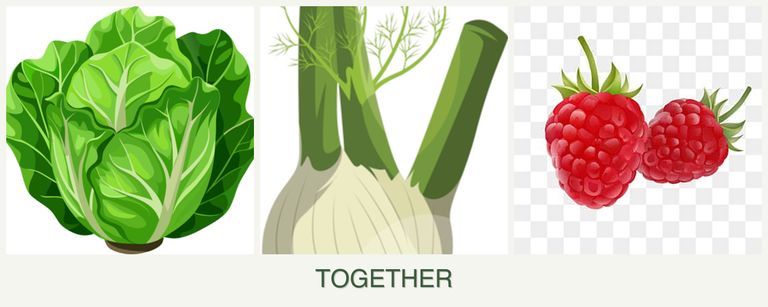 Can you plant lettuce, fennel and raspberries together?