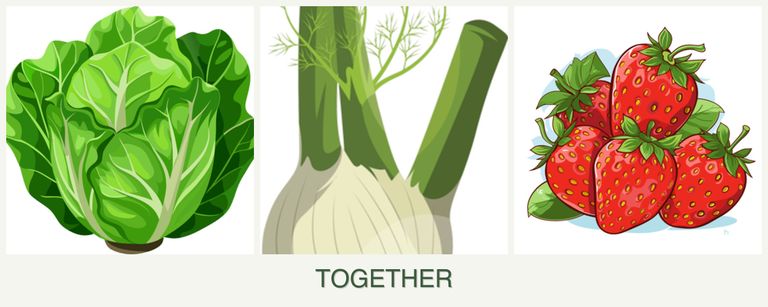 Can you plant lettuce, fennel and strawberries together?