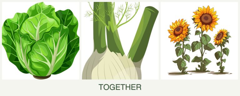Can you plant lettuce, fennel and sunflowers together?