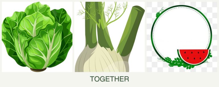 Can you plant lettuce, fennel and watermelons together?