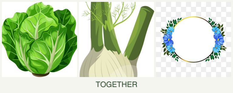 Can you plant lettuce, fennel and zinnias together?