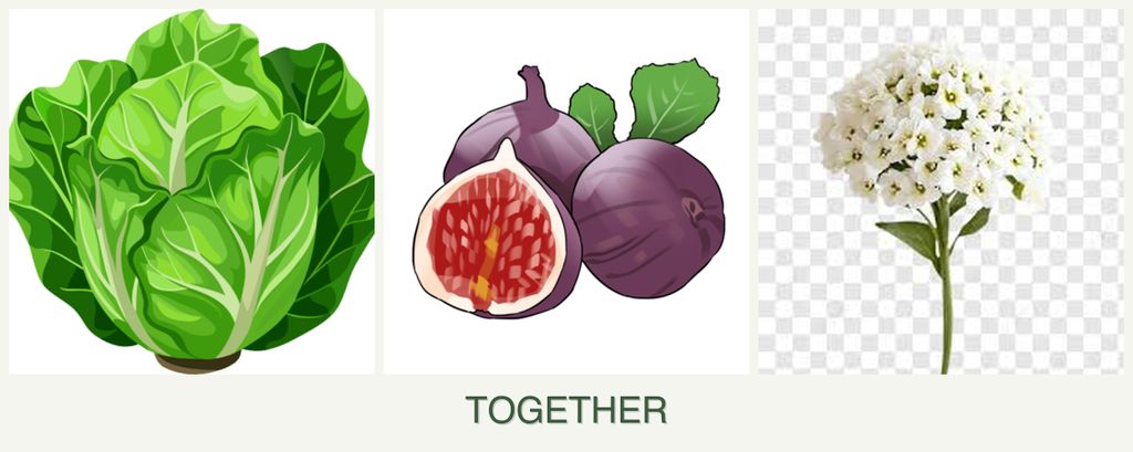 Can you plant lettuce, figs and alyssum together?