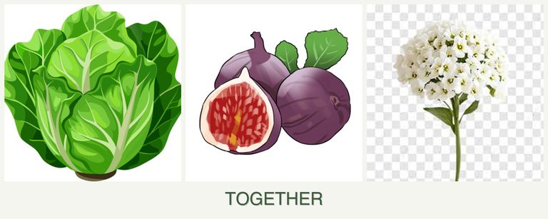 Can you plant lettuce, figs and alyssum together?