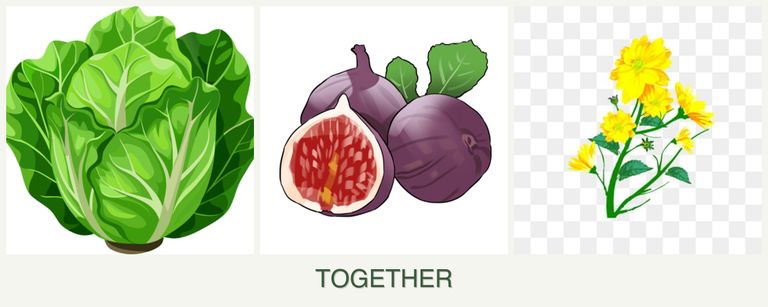 Can you plant lettuce, figs and calendula together?