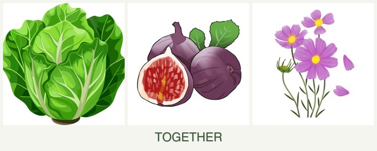 Can you plant lettuce, figs and cosmos together?