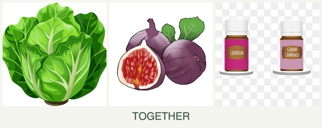 Can you plant lettuce, figs and geraniums together?